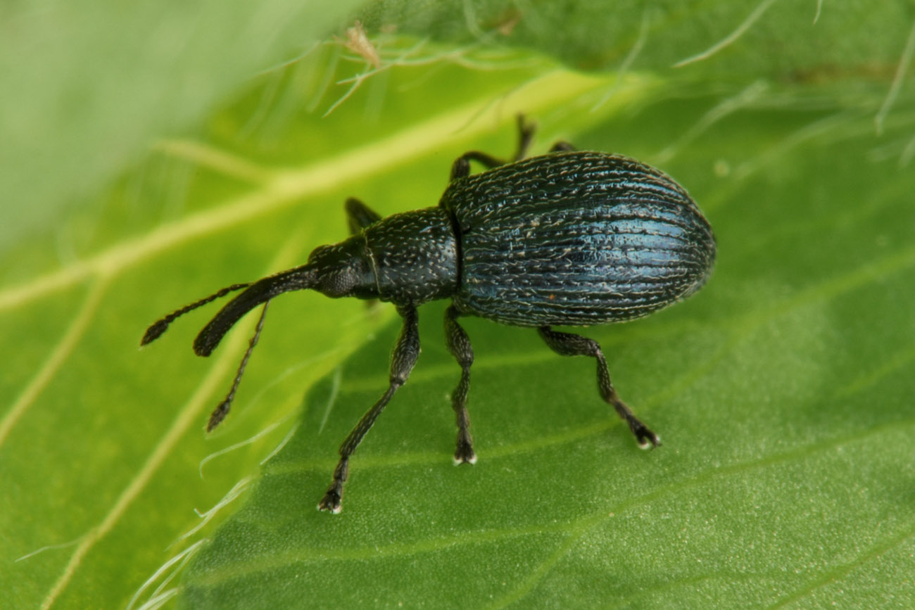 Apionidae da id. - Ischnopterapion virens